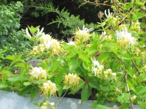 Great Bay - honeysuckles