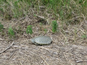 Great Bay - Turtle 2